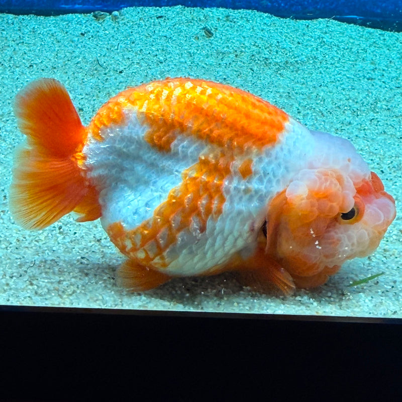Thai Ranchu Red & White 3.5in Female (FEB-467)BLUETUBA