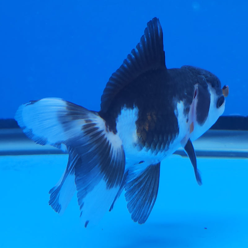 Thai Oranda White Panda Tri 2.5 F (FEB-190)R3A06