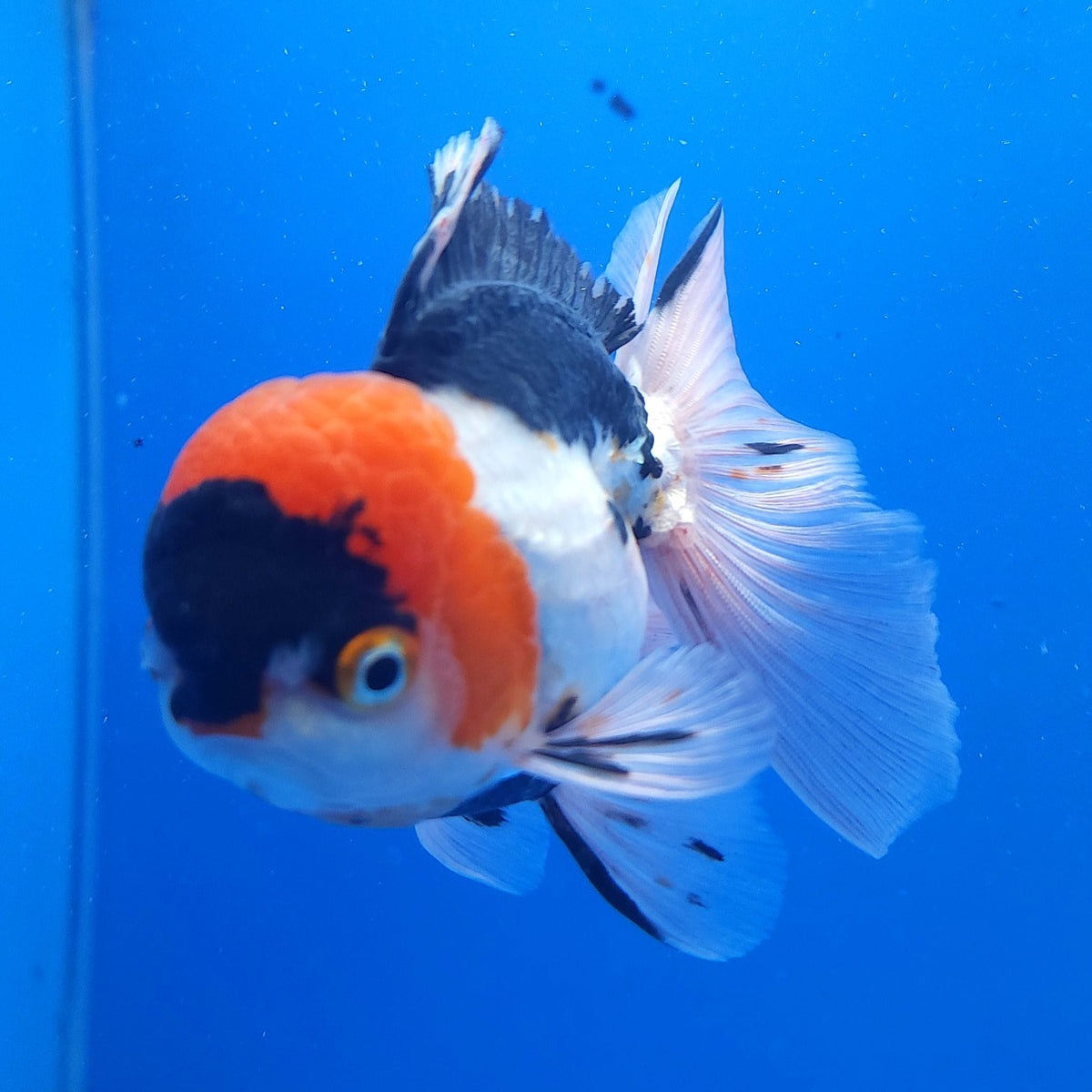 Thai Oranda Tri Color 3.00 inch Body Male(FEB-831)R2B12
