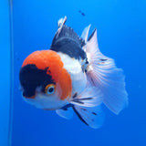 Thai Oranda Tri Color 3.00 inch Body Male(FEB-831)R2B12