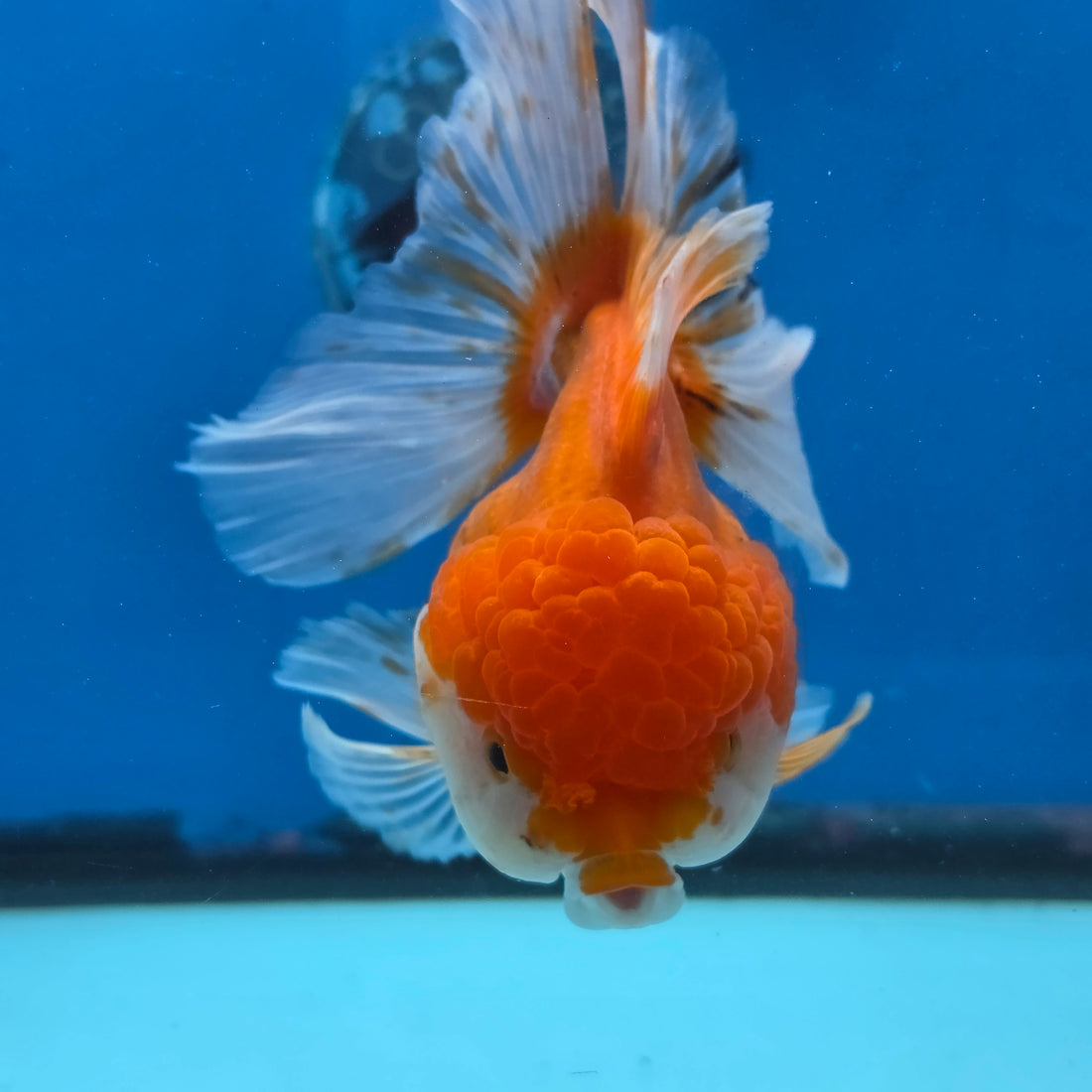 Thai Oranda Red and White 4.5" Body Female 9mths(FEB-572)R3A01
