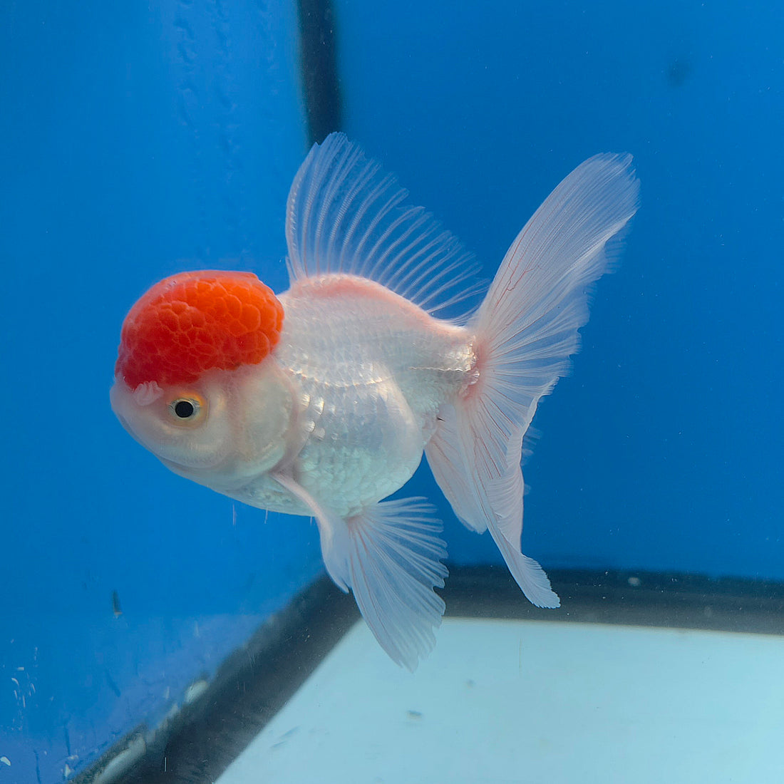 Thai Oranda Red & White 3.5” Female(FEB-712)R1A07