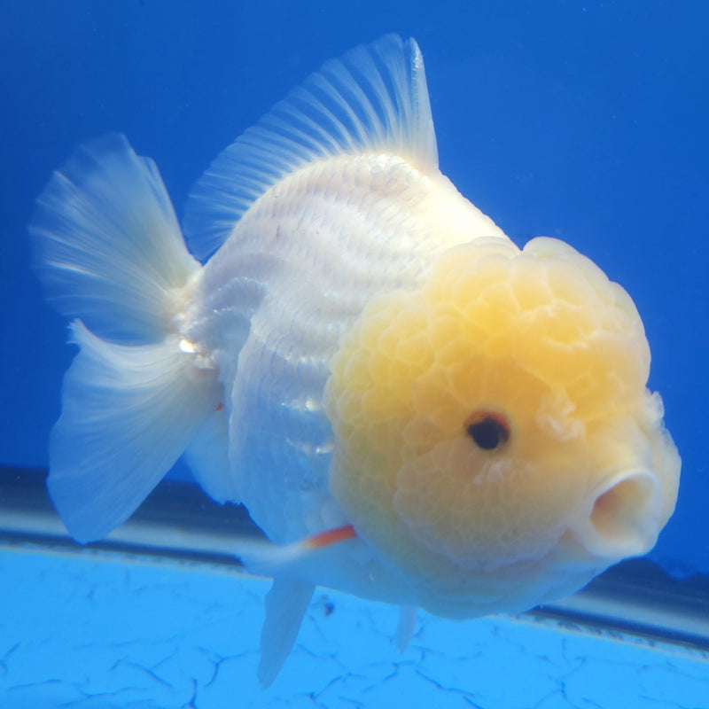 Thai Jumbo Oranda Lemonhead 4in Female (FEB-231)BLUETUB1