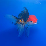 Thai Oranda Red Cap Panda 3.5" Body Female (FEB-774)R2B07