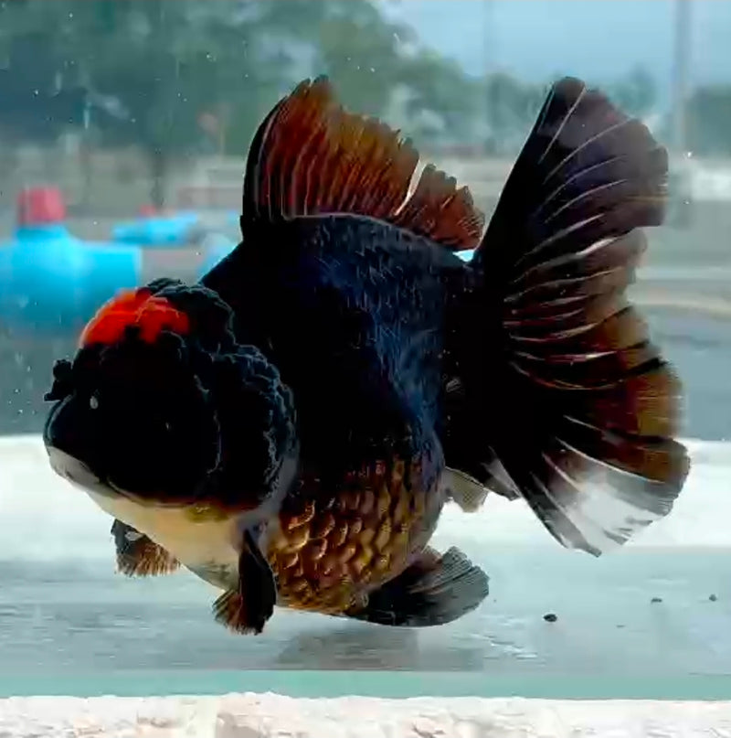 Thai Jumbo Red Tancho Super Black Orchid tail Oranda Yuanbao 4.50 inch Body (QGF-JO1197)Showtank