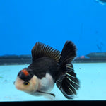 Thai Oranda Panda Tancho Color 2.5 in Body Male (FEB-532)R3A06