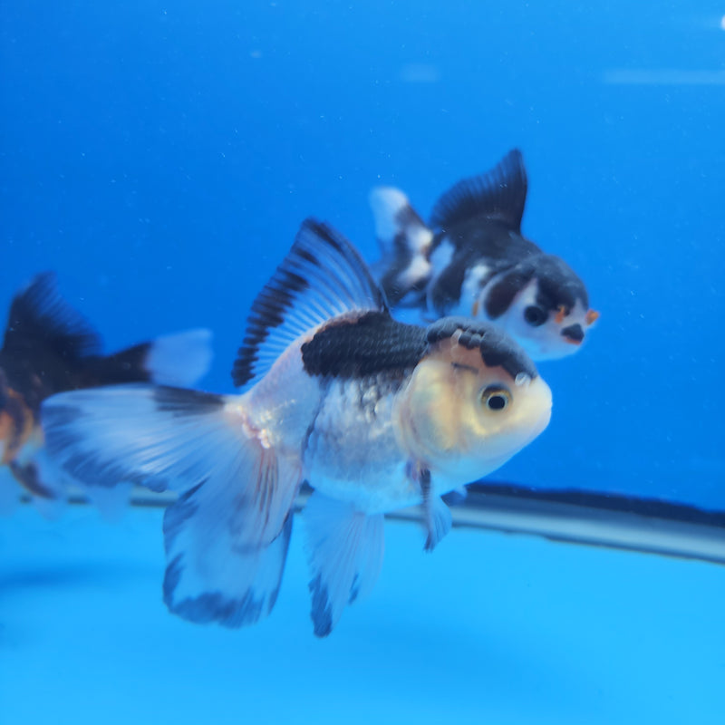 Thai Oranda Panda 2.5 M (FEB-188)R3A06
