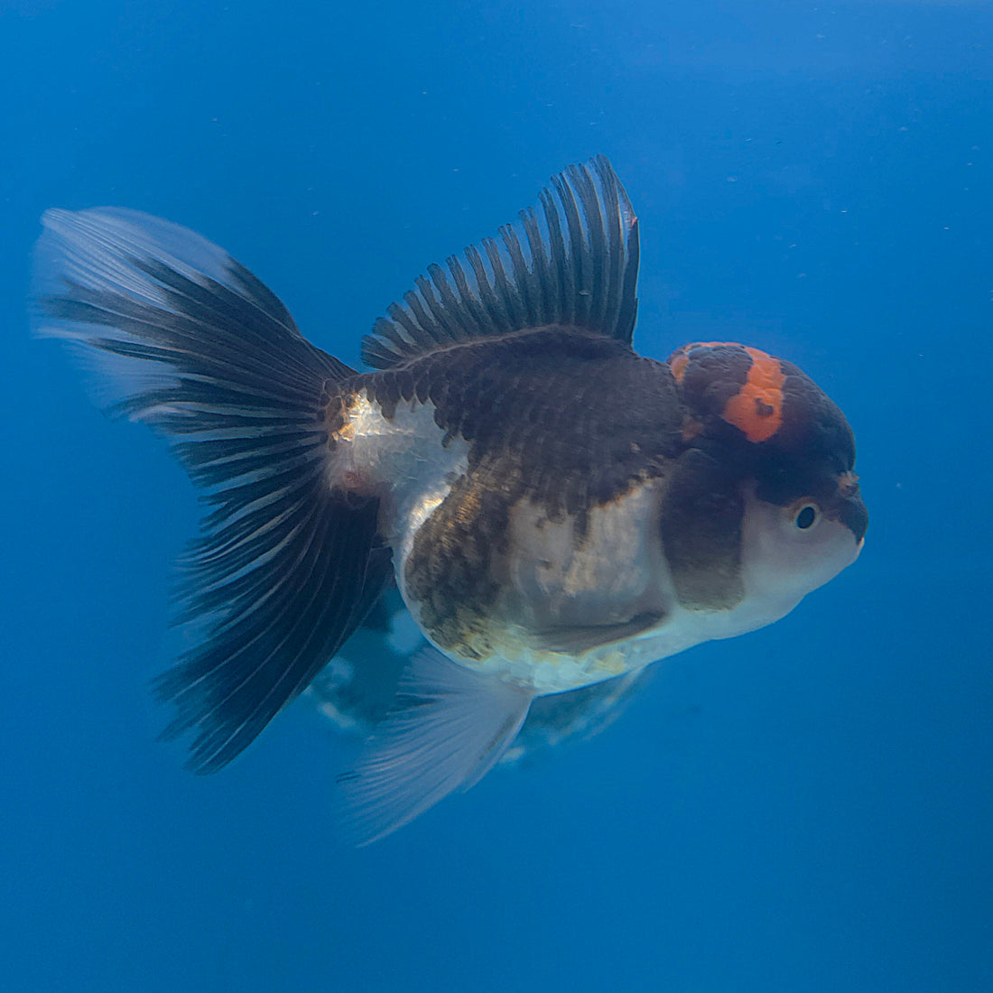 Thai Oranda Red Cap Panda 3.5” Female(FEB-708)R1A07