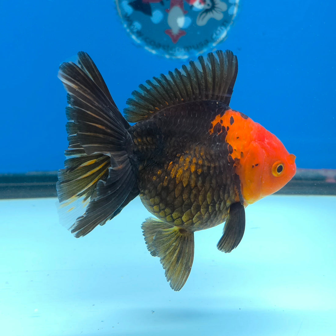 Thai Oranda Jumbo Breed Apache 3.5" Body Female (FEB-609)