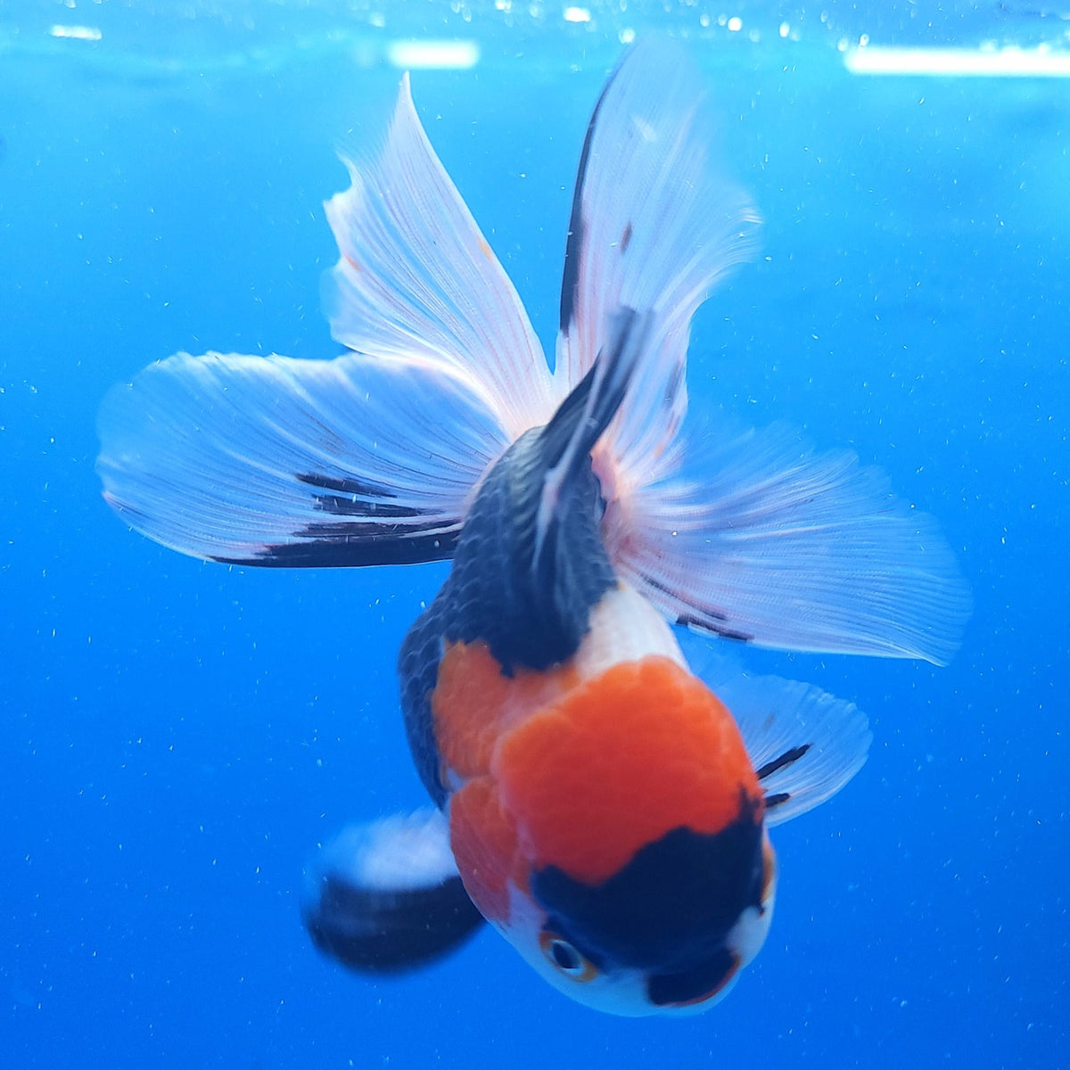 Thai Oranda Tri Color 3.00 inch Body Male(FEB-831)R2B12