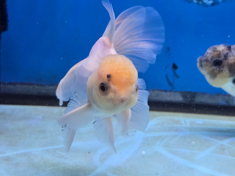 Thai Lemon Head White Oranda Orchid Tail Medium Breed 3.00 inch Body Female (NNN-2066)R1A05