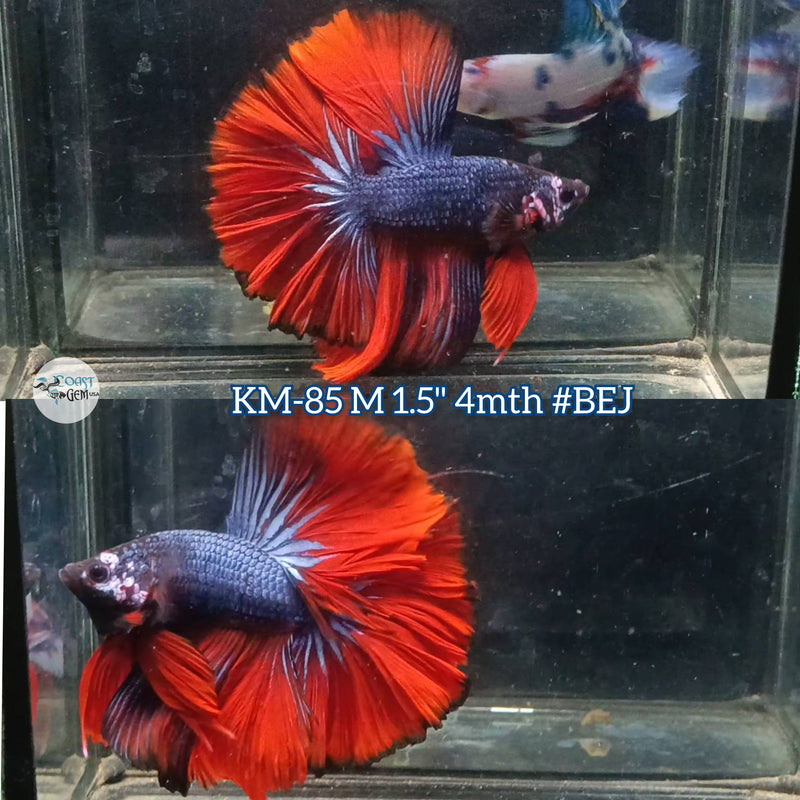 Live Male Betta Red Devil Halfmoon (KM-85)High quality what you see what you get!!