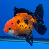 Thai Oranda Apache/Tiger 3.25” Female(FEB-896)R2A09