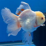Thai Oranda Lemomhead Red & White 3.00" Body Male (FEB-793)R1B03