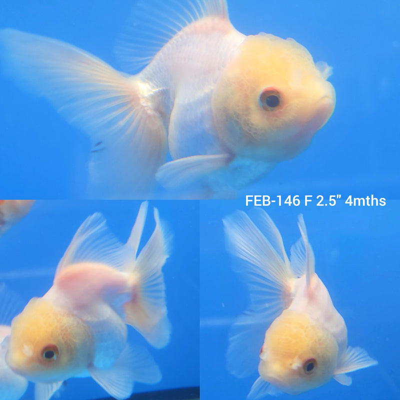Super White Oranda 2.5” Body Female (FEB-147)R3B16