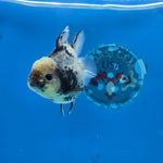 Thai Oranda Lemon Head Granite Shogun Farm 3.2" Body Female 6mths(FEB-578B)R3B02