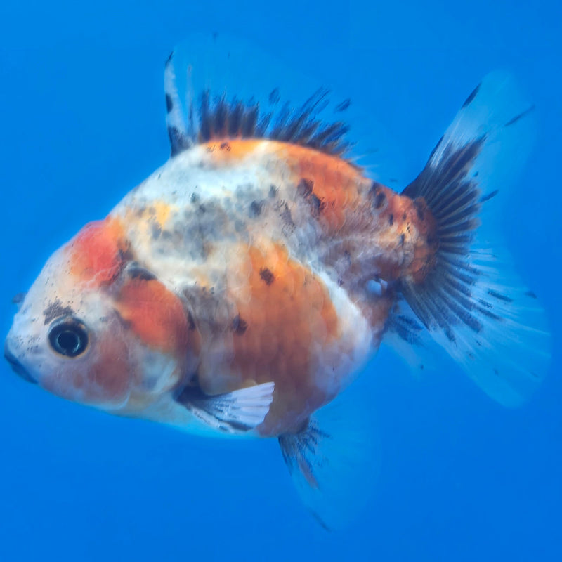 Thai Shogun Calico Oranda 2.5" Body Male A+ Grade(CK-610)R3B01