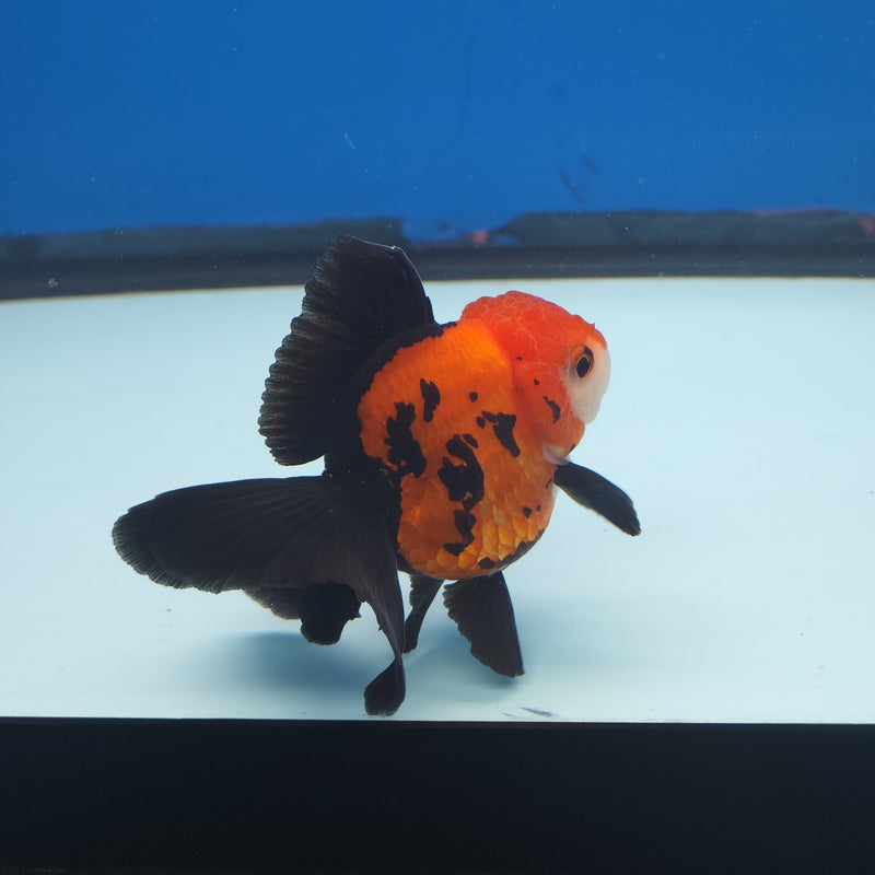 Thai Oranda Apache 3” Female (FEB-253)R3B04