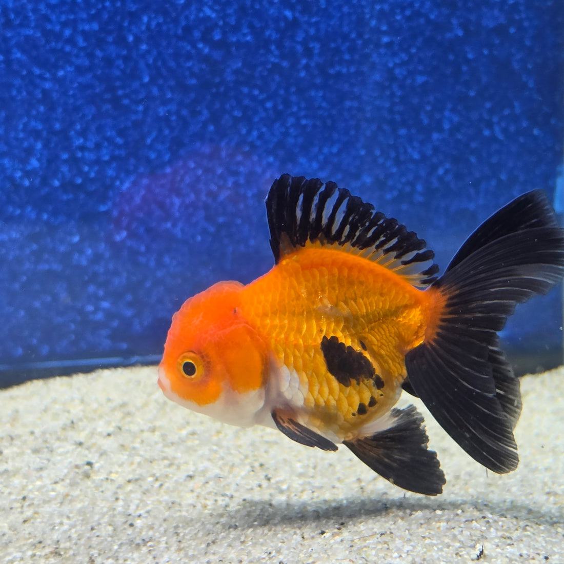 Thai Oranda Apache 2.5” male(FEB-653)R3B21