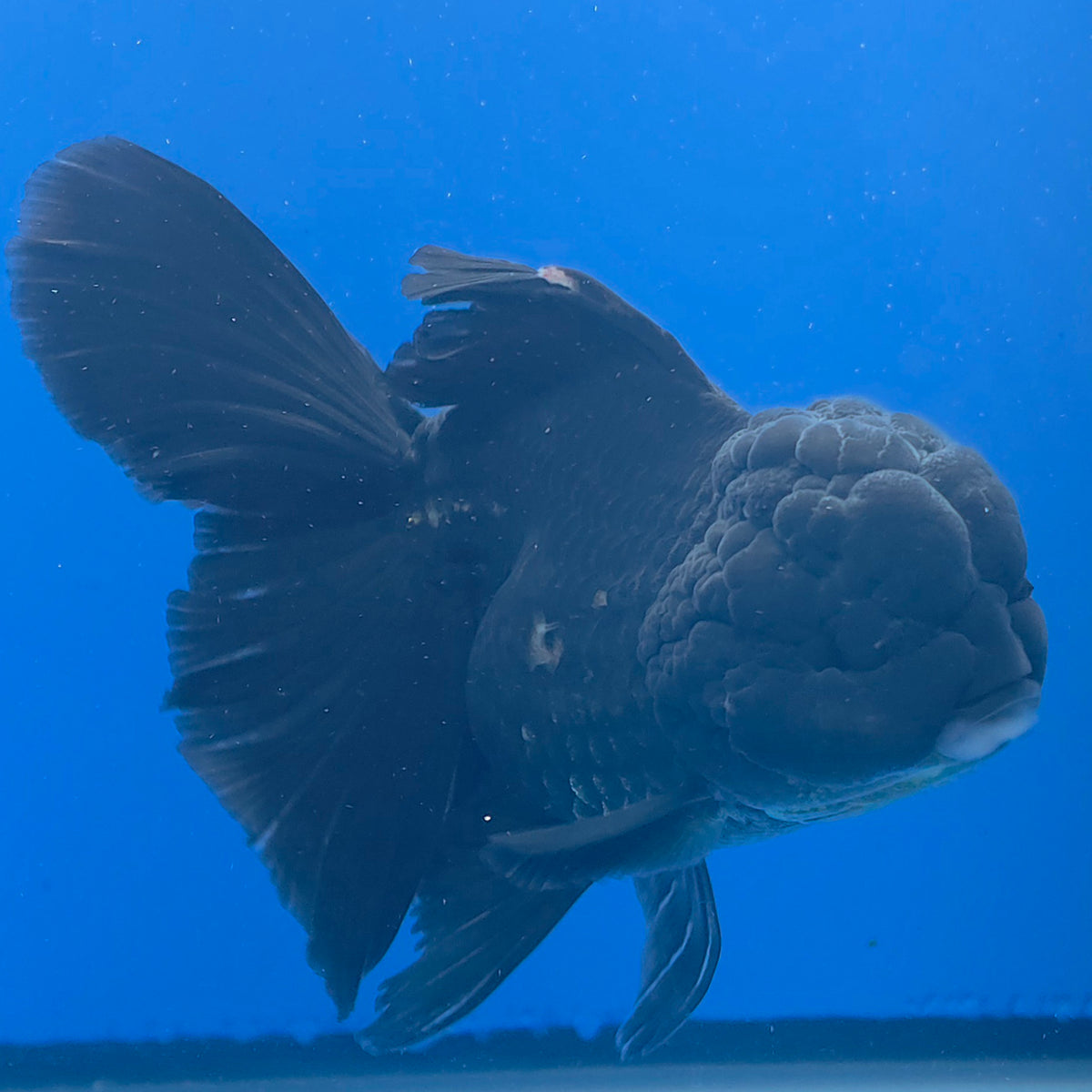 Thai Oranda Super Black 3.5" Body Female (FEB-773)R2B07