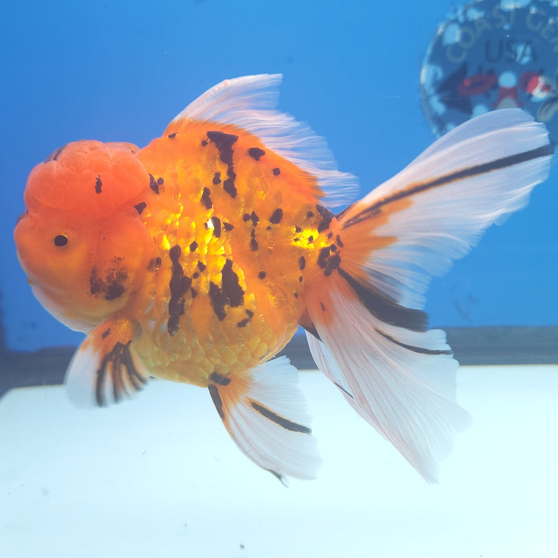 Thai Oranda Tiger JUMBO  4.5” Body Male(FEB-378)R2A08