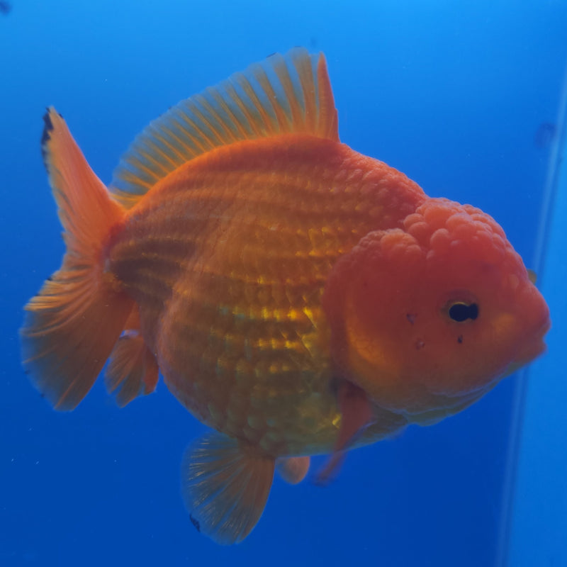 Thai Jumbo Oranda Red & White 4in Female (FEB-233)BLUETUB1
