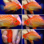 SUPER RED TEXAS FADED MALE or FEMALE 3.00 inch