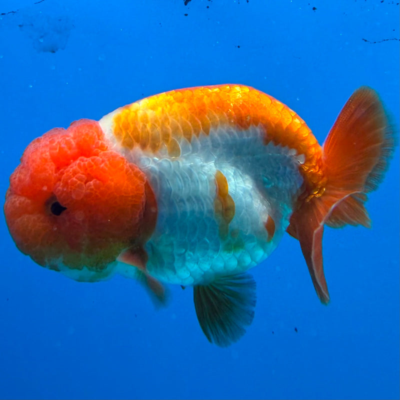 Thai Ranchu Red & White Platinum 3.5in Female (FEB-444)BLUETUBA