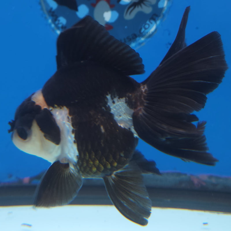 Thai Oranda Panda 3” Female (FEB-257)R3A04