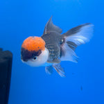 Thai Oranda Red Cap Panda 3.5” Female(FEB-718)R1B07