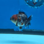 Thai Oranda Red Cap Blue Kirin Shogun Farm 2.5" Body Female 6mths(FEB-584)R3B02