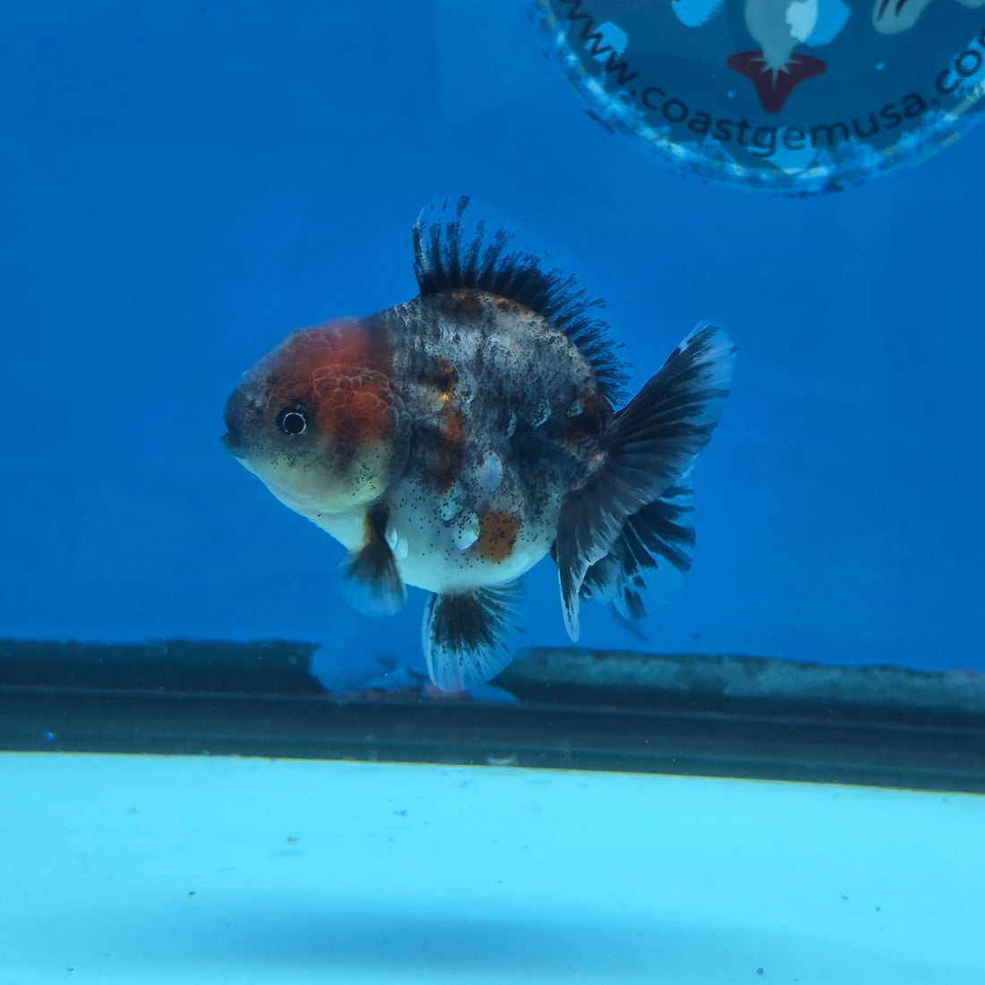 Thai Oranda Red Cap Blue Kirin Shogun Farm 2.5" Body Female 6mths(FEB-584)R3B02