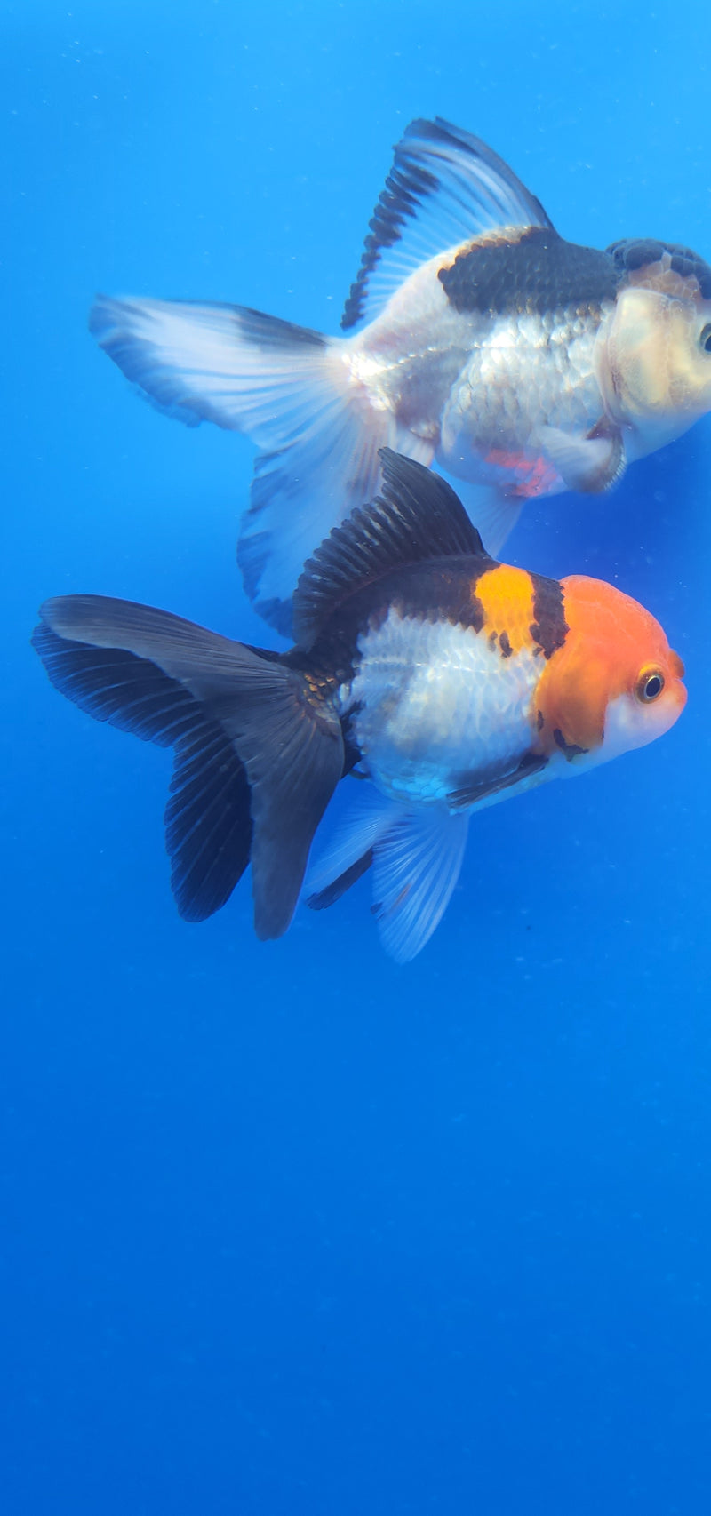 Thai Oranda Red & White Tri-Color 2.5 F (FEB-186)R3A06