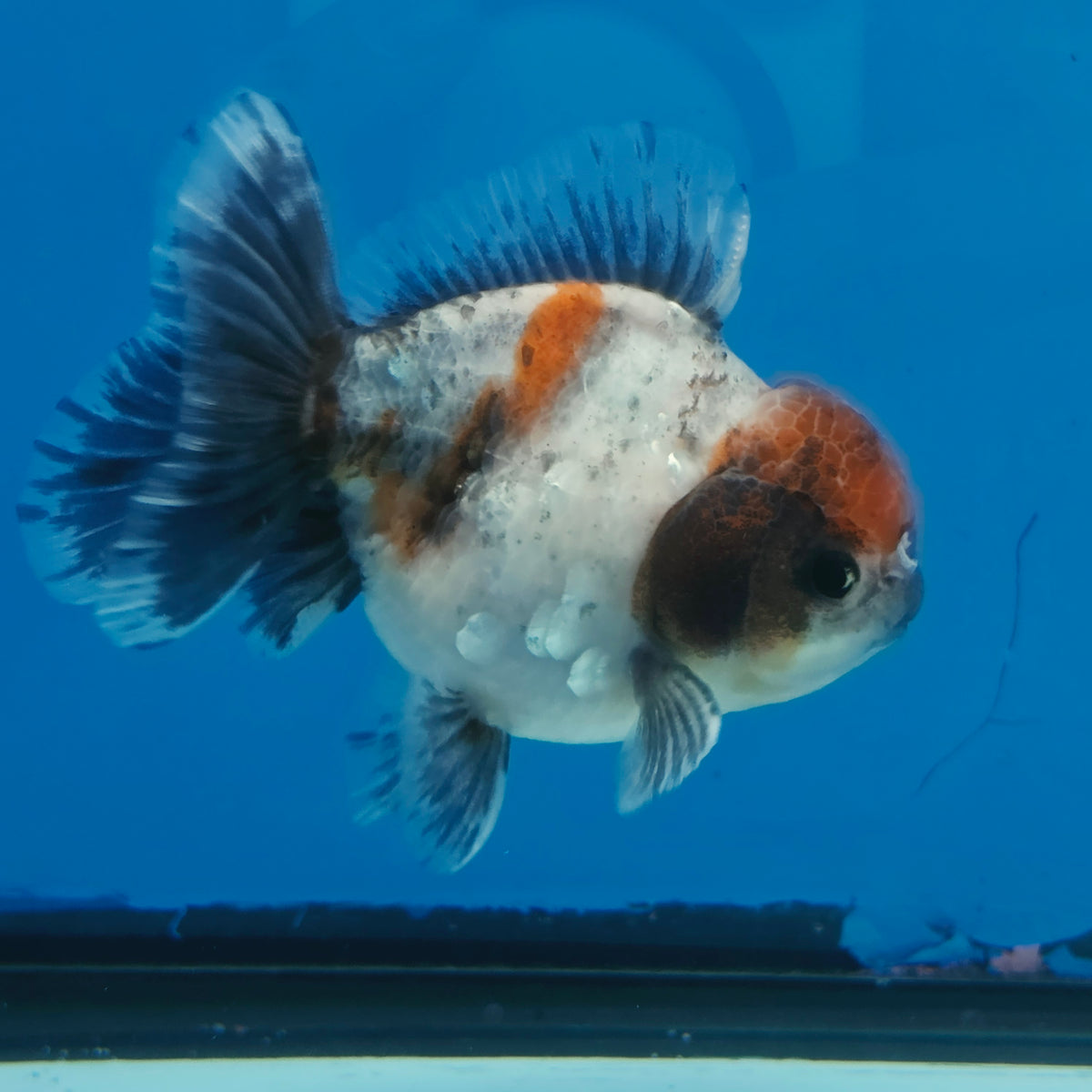 Thai Oranda Blue Calico Shogun Farm 3.5" Body Female 8mths(FEB-557)R3A02