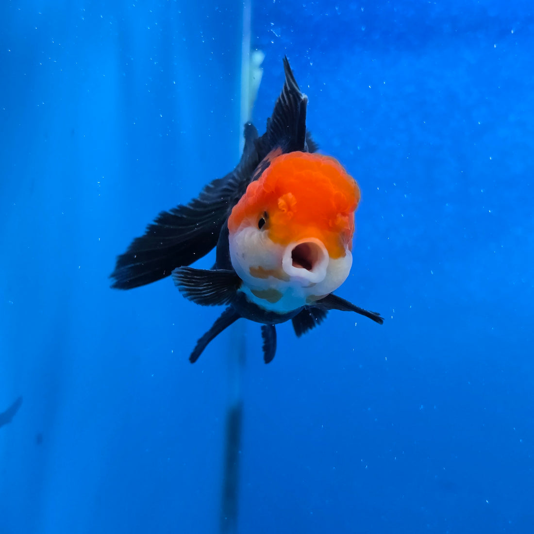 Thai Oranda Red Cap Tri Color Color 2.8 in Body Female (FEB-538)R3A03