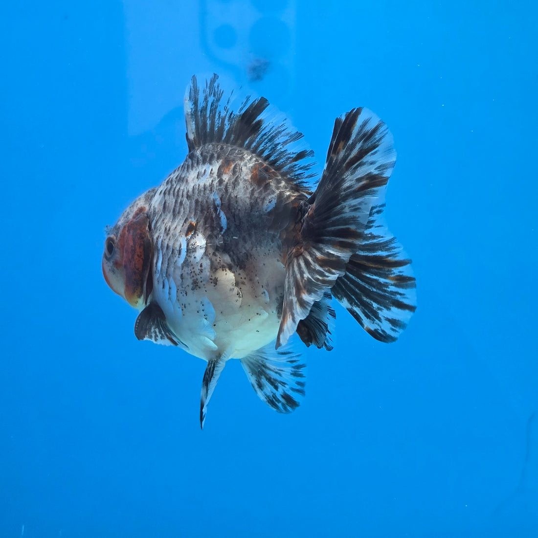 Thai Oranda Calico Shogun Farm 3.5" Body Male 8mths(FEB-553)R3A02