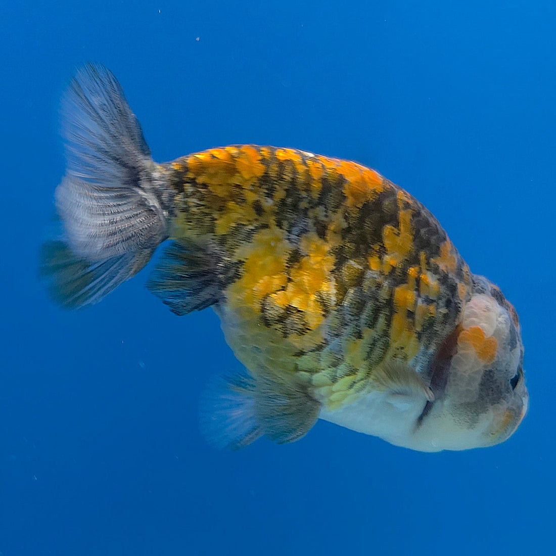 Thai Ranchu Granite 2.5in Female (FEB-701)R3B13