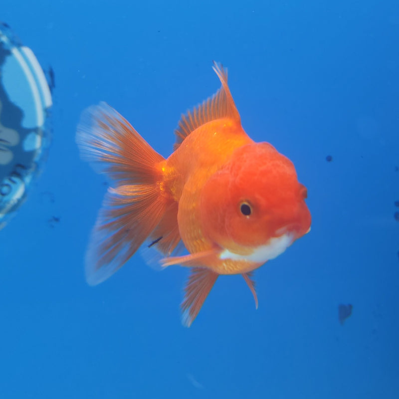 Thai Oranda Super Red 2.5” Male (FEB-262)R3B18