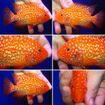SUPER RED TEXAS FADED MALE or FEMALE 3.00 inch