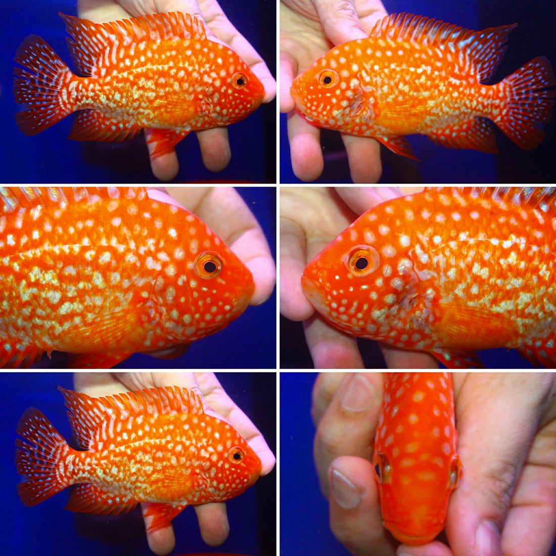 SUPER RED TEXAS FADED MALE or FEMALE 3.00 inch