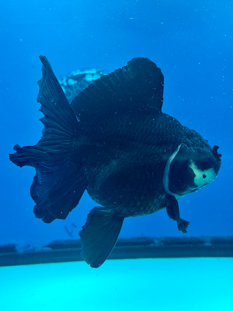 Thai Oranda Panda Body 4.5in Female (FEB-452)BLUETUBA