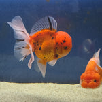 Thai Oranda Tiger Sakura 4.00" Body Male (FEB-734)SHOWTANKB