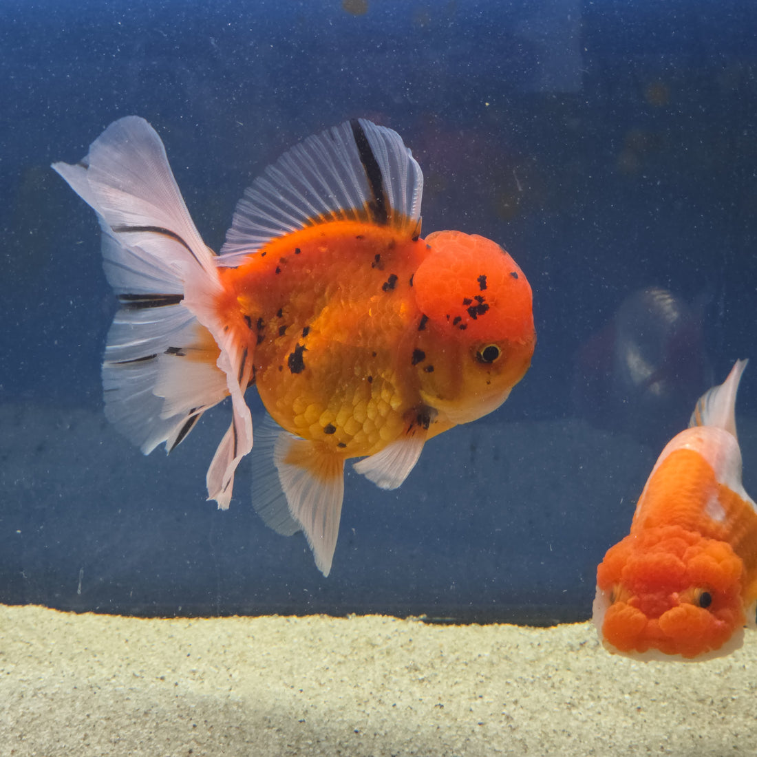 Thai Oranda Tiger Sakura 4.00" Body Male (FEB-734)SHOWTANKB