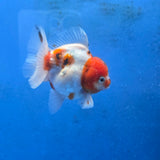 Thai Oranda Red Cap Tri color Sakuda Godzilla 4 inch Body male (G-FEB-112)BlueTubB