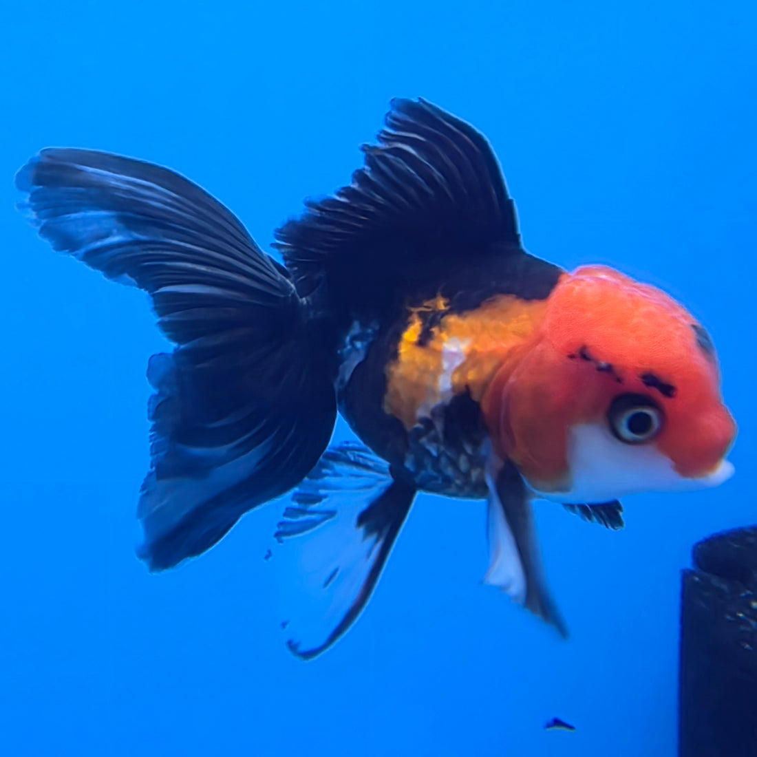Thai Oranda Tri-Color 2in Male (FEB-550)R3B17