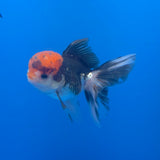 Thai Oranda Red Cap Panda 3.5" Body Male (FEB-756)R2B07