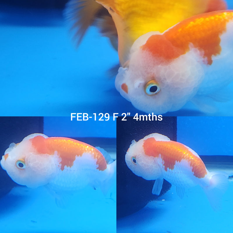 Red & White Ranchu 2” Body Female (FEB-129)R3B10