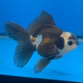 Thai Oranda Lemon Head Panda Jumbo Breed 2.8" Body Male 6mths(FEB-547)