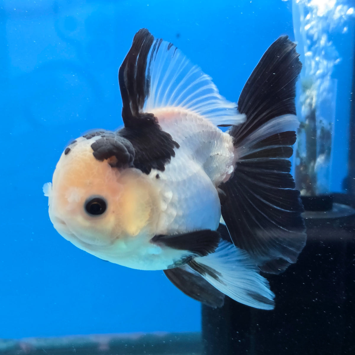 Thai Oranda Panda 4" Body male 9mths(FEB-570)R3A01