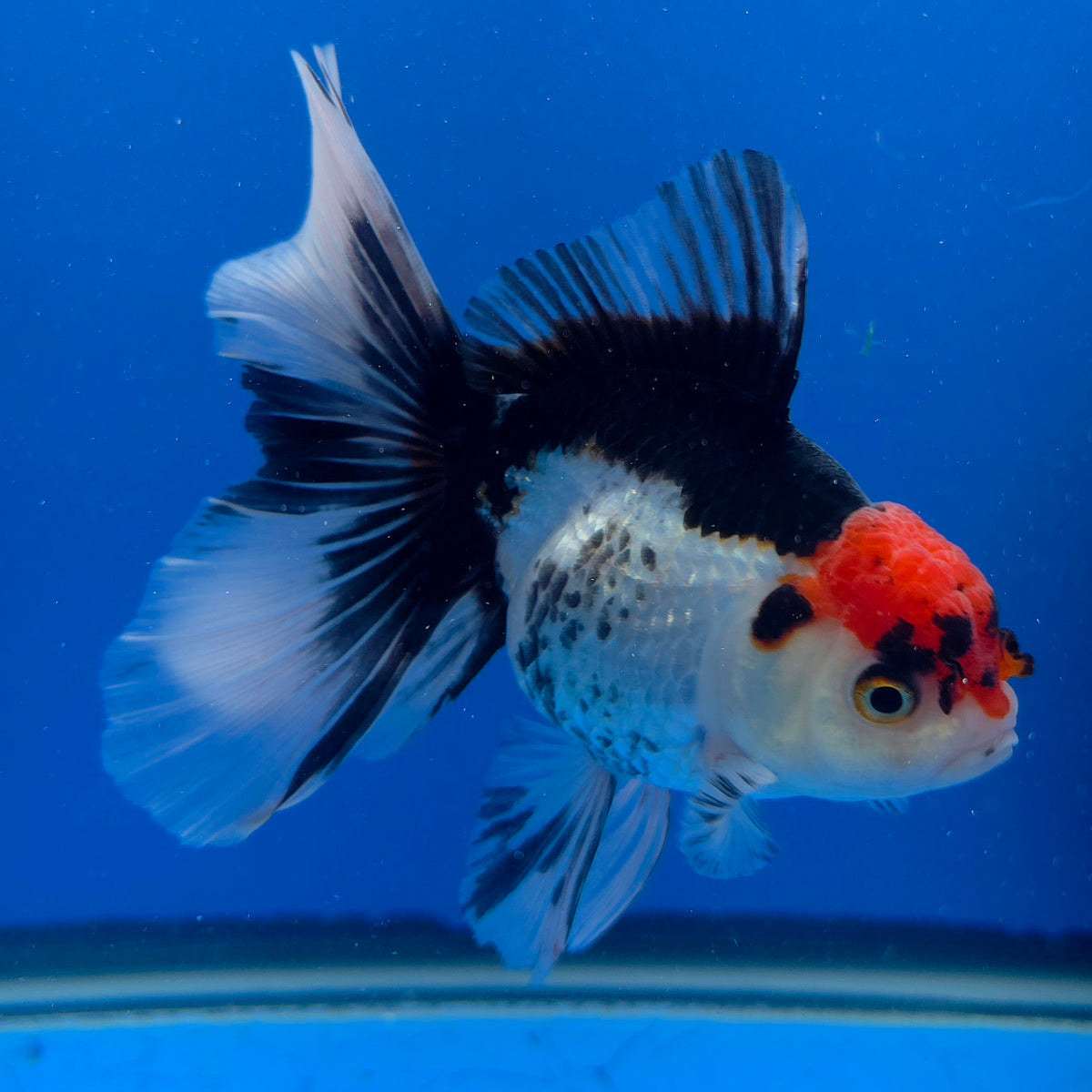 Thai Oranda Red Cap Panda 3.00" Body Female (FEB-784)R1B03